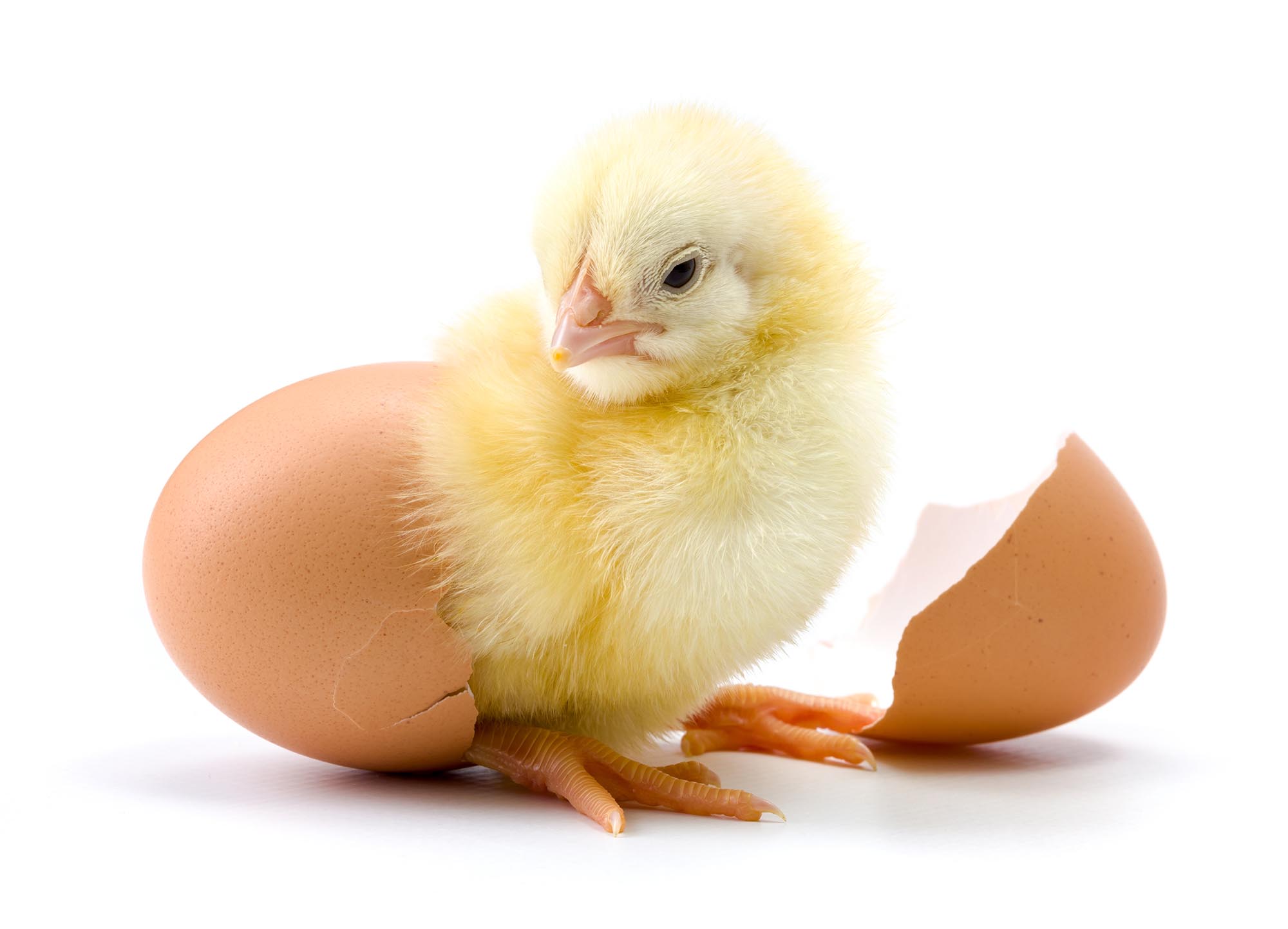 Фотографию цыплят желтеньких вылупившихся из яичек